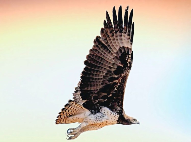 This image has an empty alt attribute; its file name is hawk.jpg